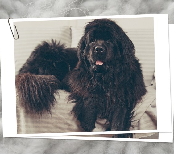 dogs for highly sensitive people CAT 1272x920